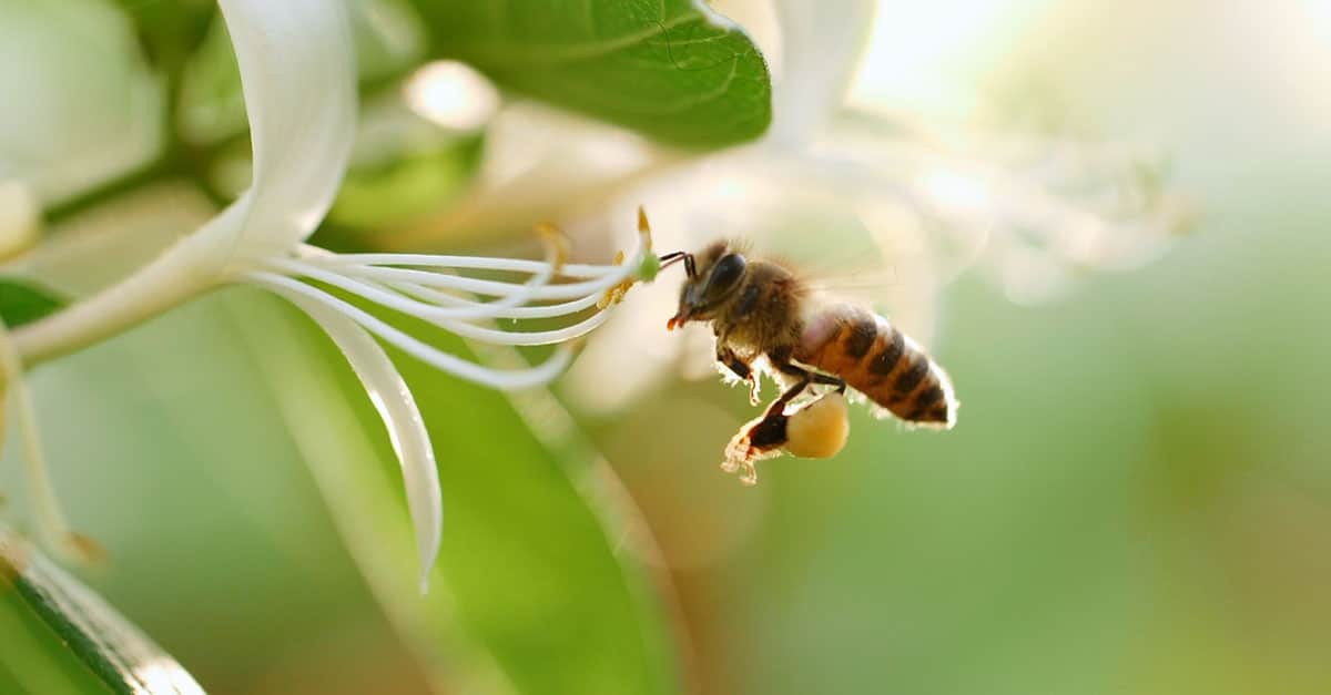 vegetação. uma abelha perto de uma flor.